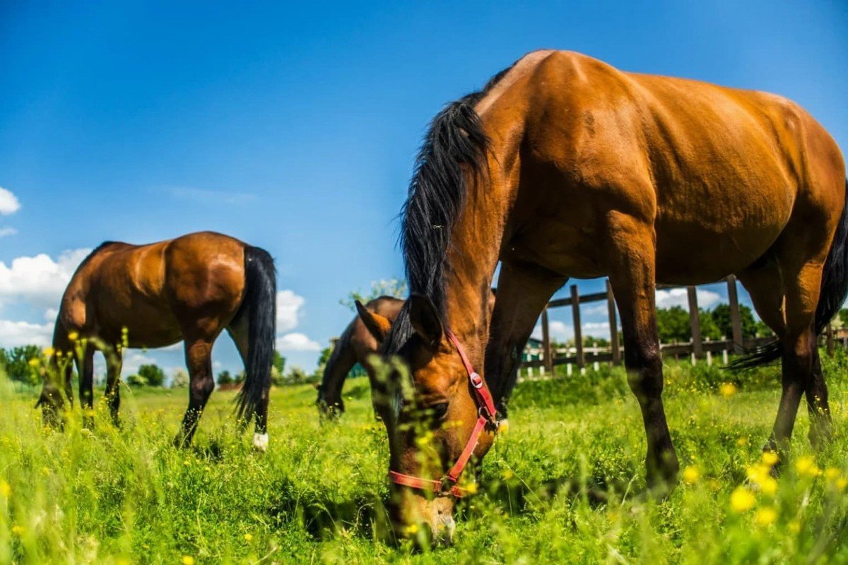 Dom uzdrowiskowy Rimava ***